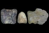 Composite Hadrosaur Finger - Alberta (Disposition #-) #71730-1